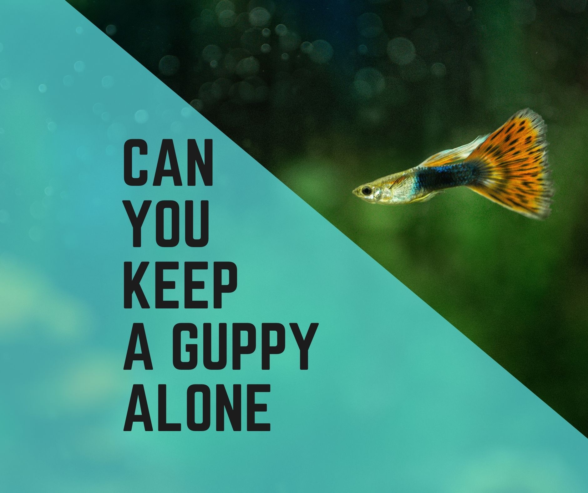 Can You Keep a Guppy Alone? If Yes, How? - Guppy Fish Care