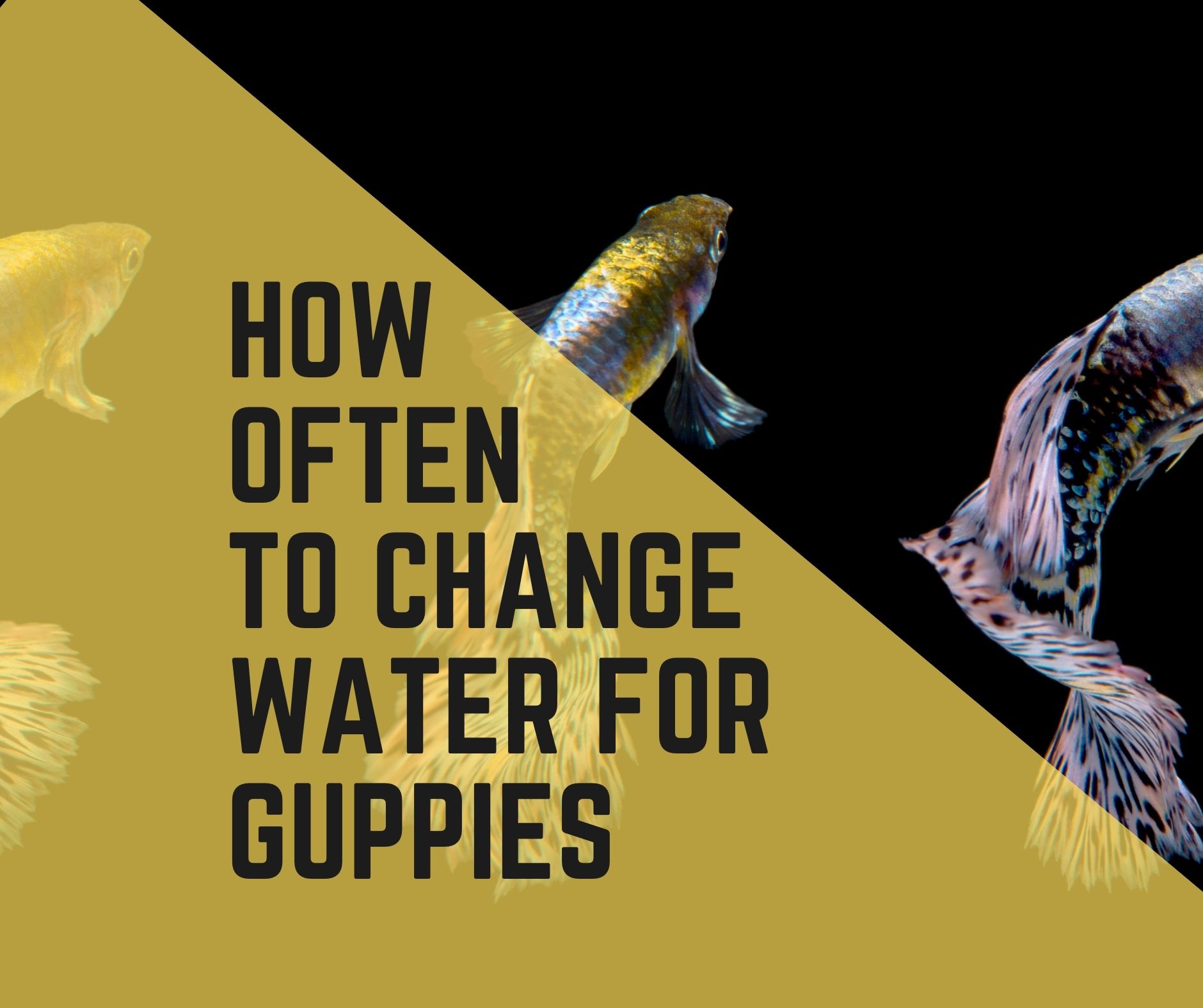 Changing Water For Your Guppies (How Often)