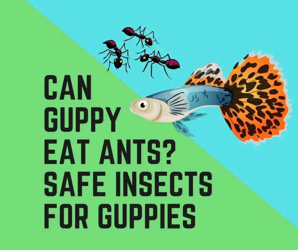 Do Guppies eat Ants and Insects