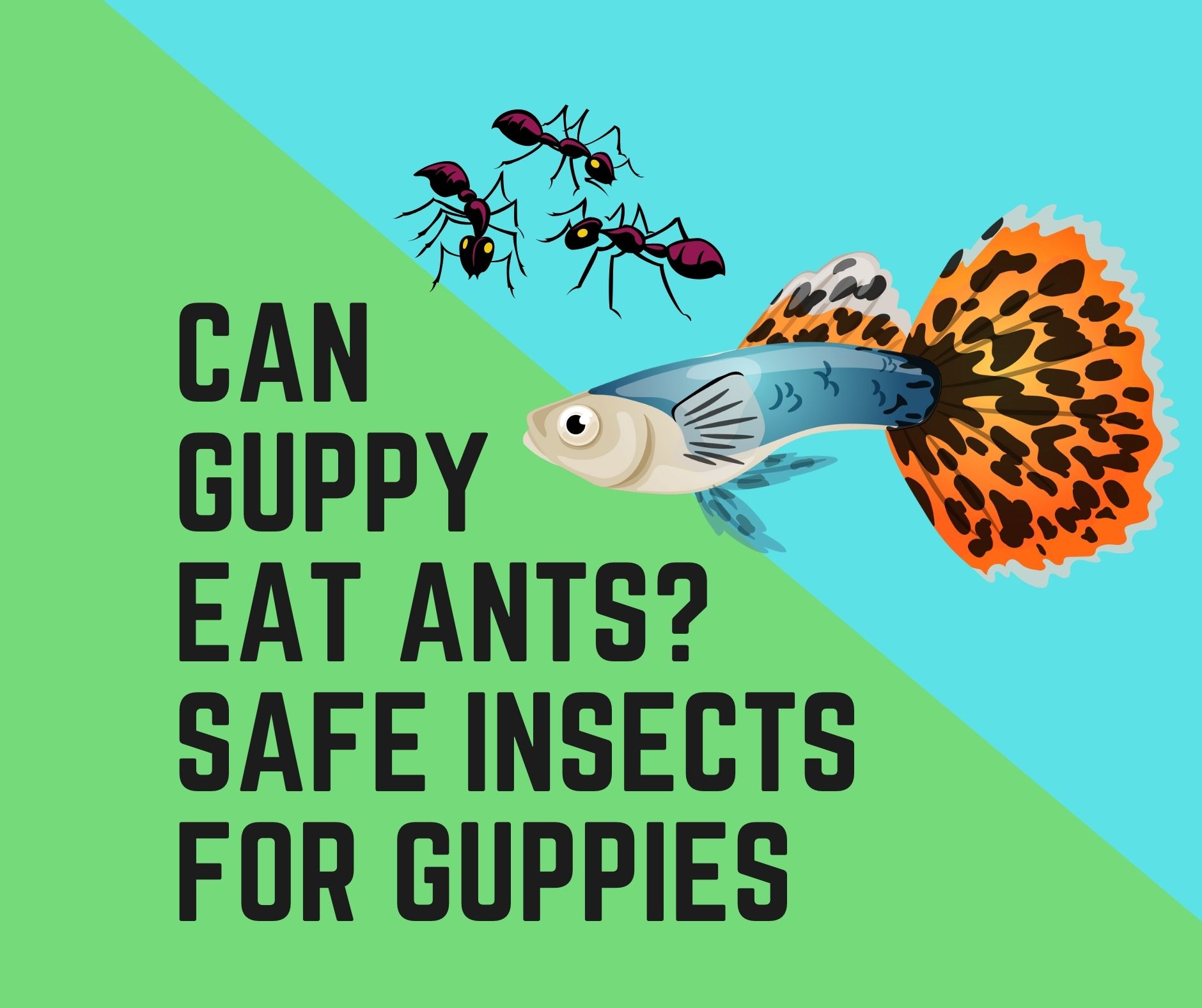 Do Guppies eat Ants and Insects
