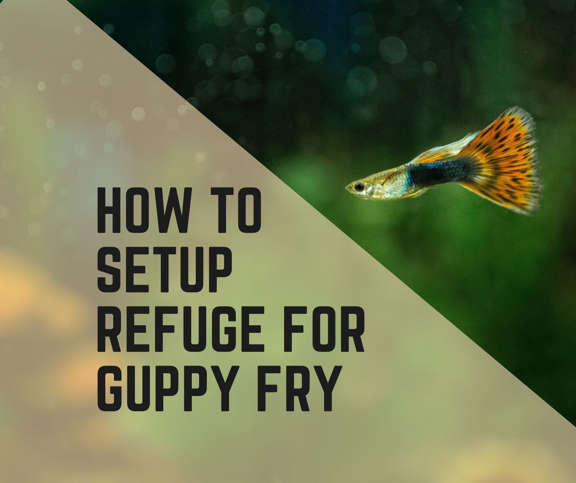 How to Setup Refuge for Guppy Fry