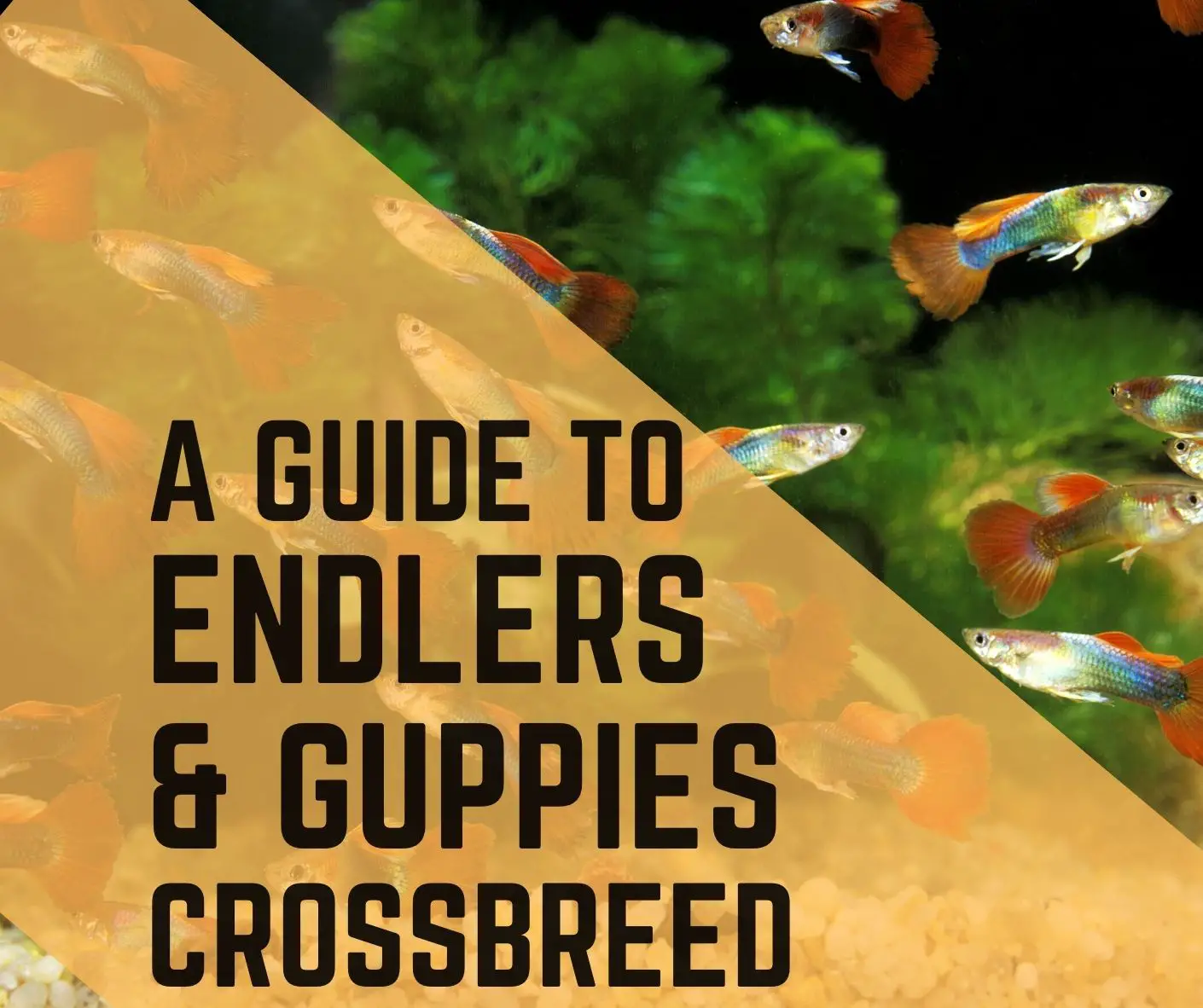 How to Crossbreed Endlers and Guppies? 2022 Guide - Guppy Fish Care