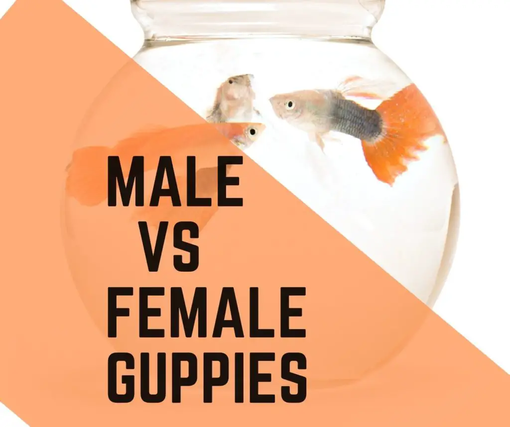 difference between male and female guppies