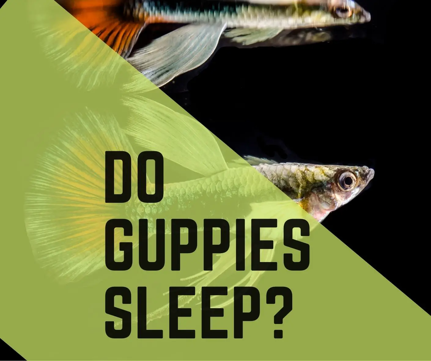 Do Guppies Sleep? (When, How And Where Do They Sleep) -