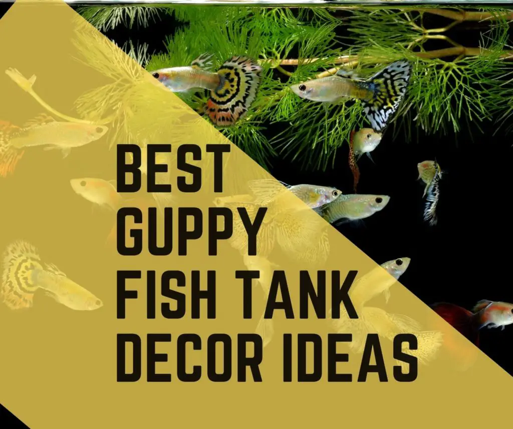 Guppy Tank Decor Ideas