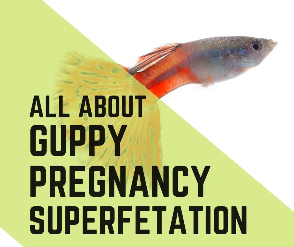 Pregnant guppy and signs of delivery