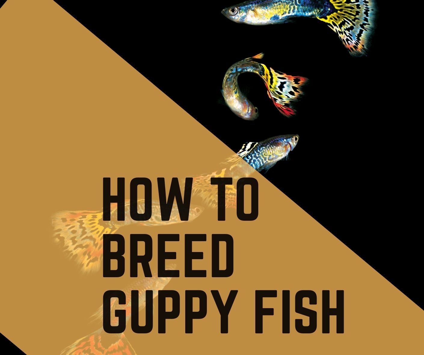 breed guppies in 7 easy steps