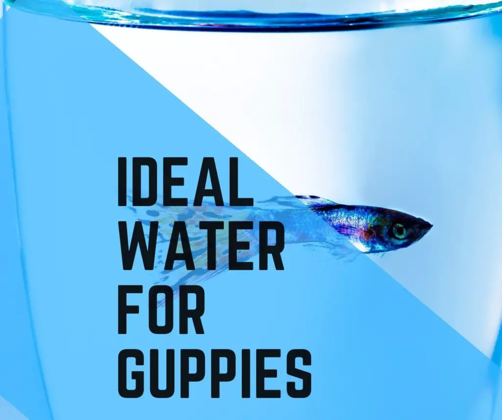 What Water Is Safe For Guppies