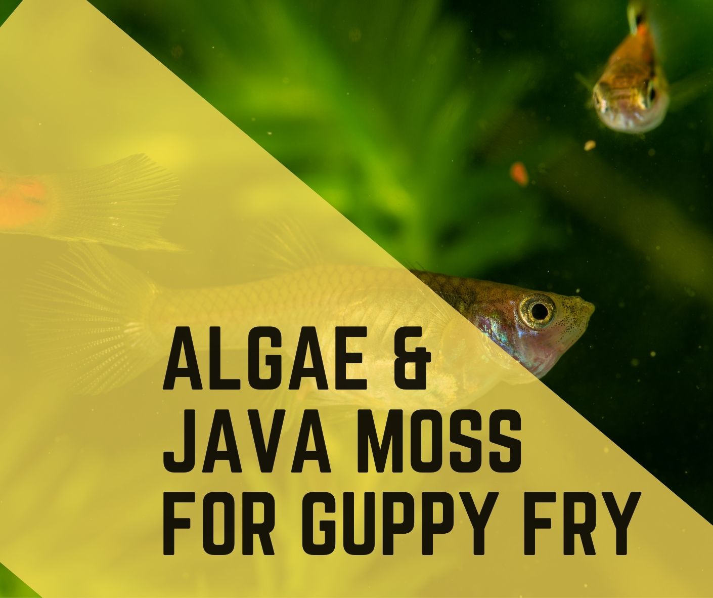 Are algae bad for guppies?