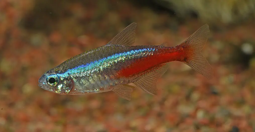 neon tetras for kids and beginners