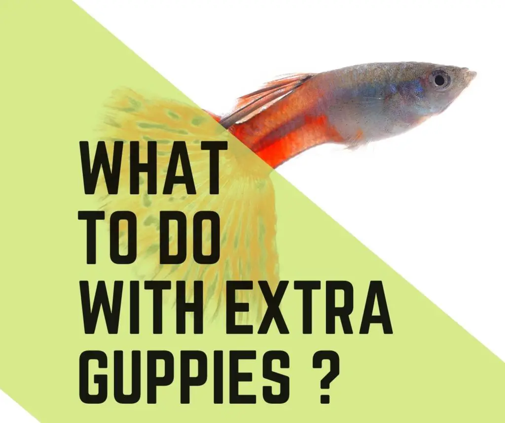 what to do with extra guppies