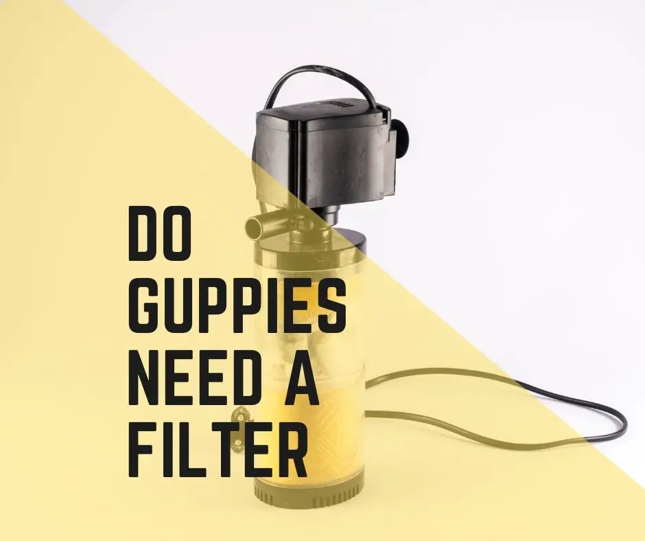 Do Guppies Need a Filter? Can guppies live without it? - Guppy Fish Care
