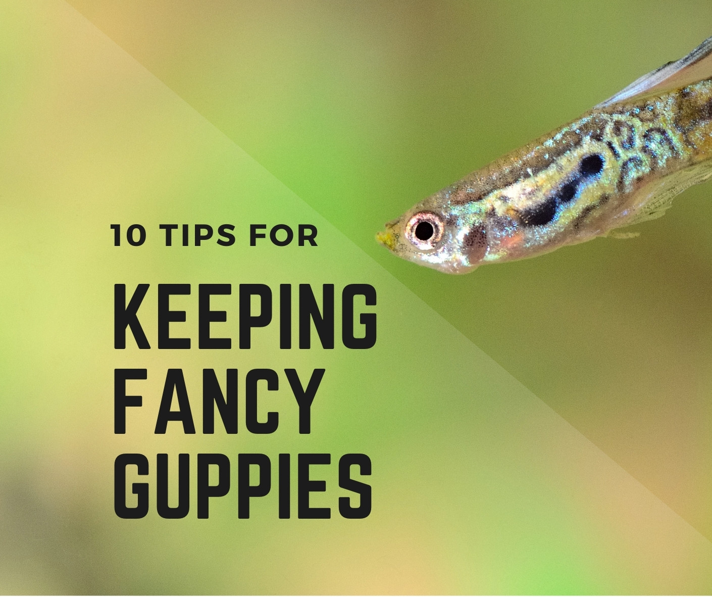 Tips For Keeping Fancy Guppies