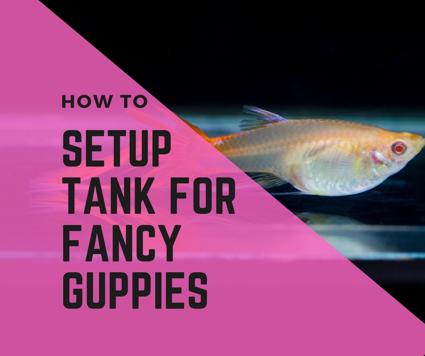 How To Set Up Fancy Guppy Tank