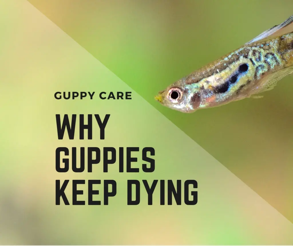 Reasons Why Guppies Die