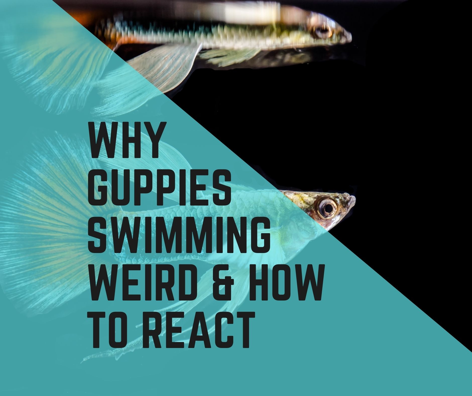 All About Guppies Swimming Weird & How To React