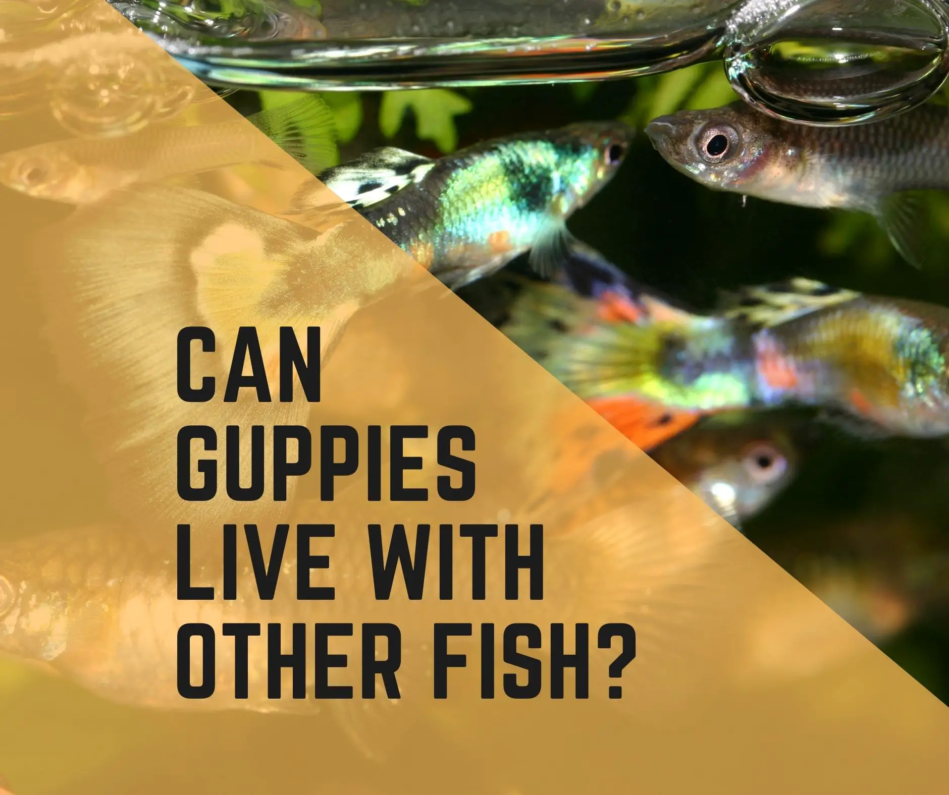Can Guppies Live With Other Fish