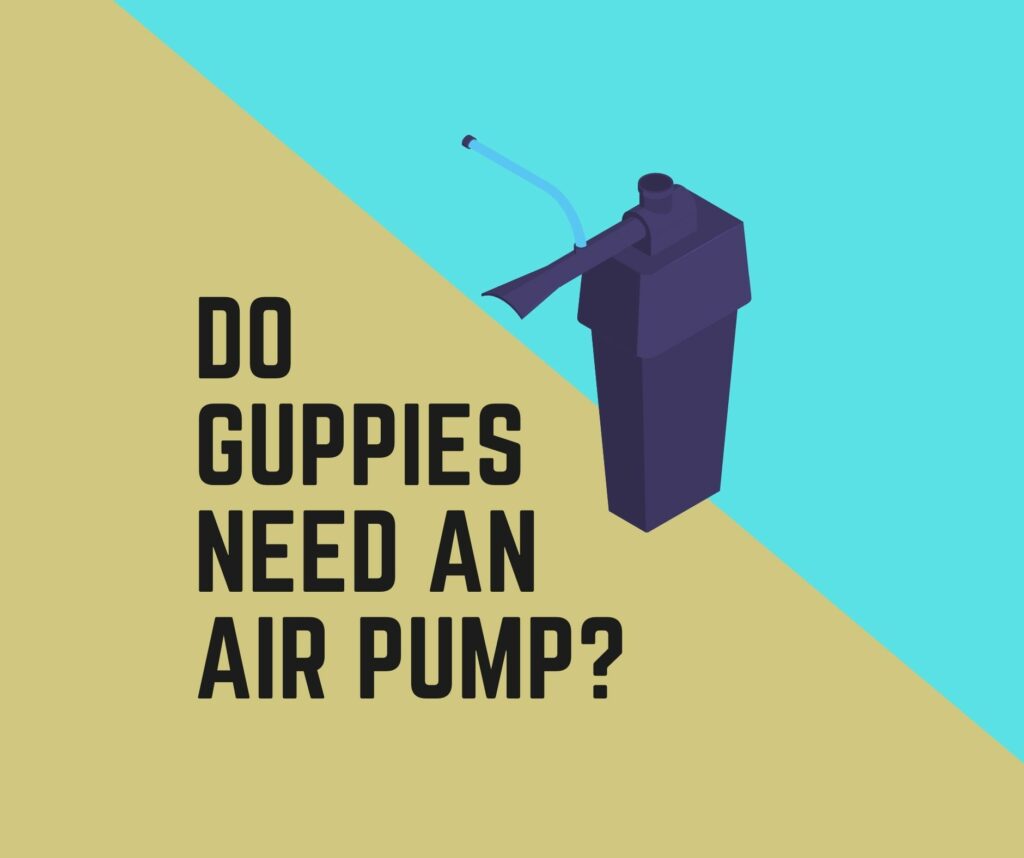 Do Guppy Need Air Pump