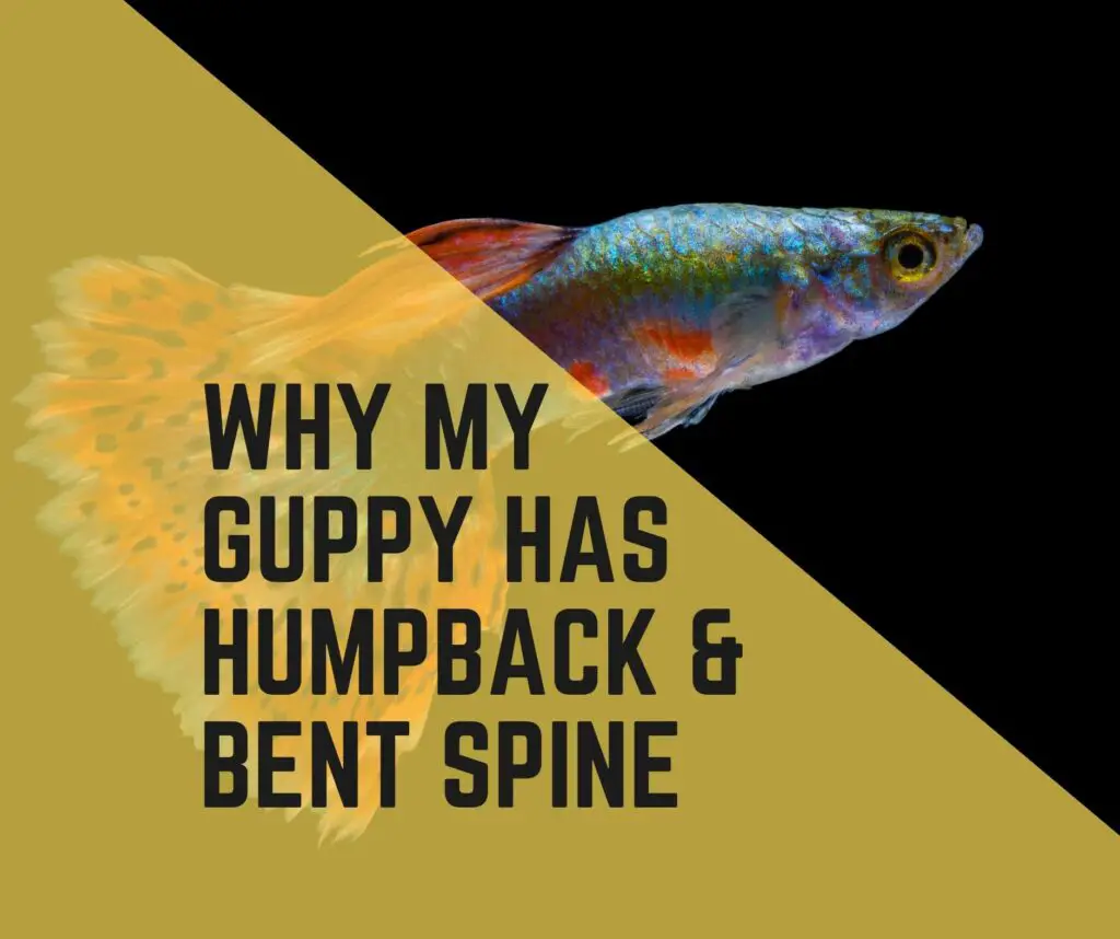 Why Does My Guppy Have A Hump Back & Bent Spine