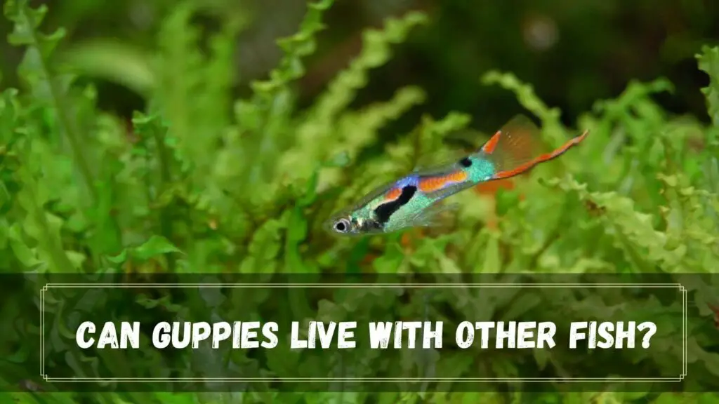 can guppies live with other fish