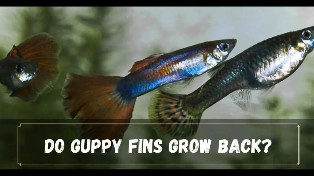 do guppy fins grow back