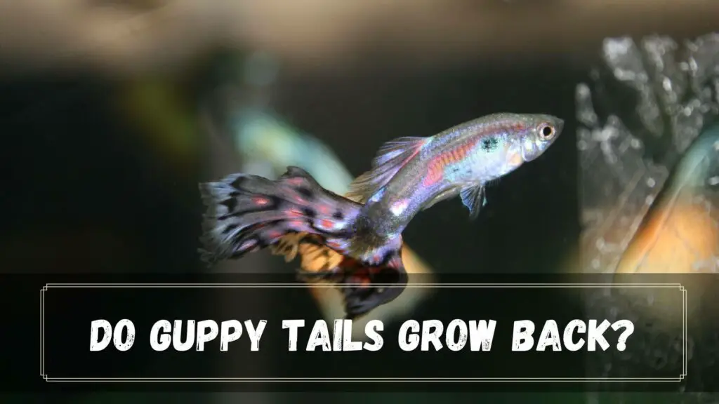 do guppy tails grow back