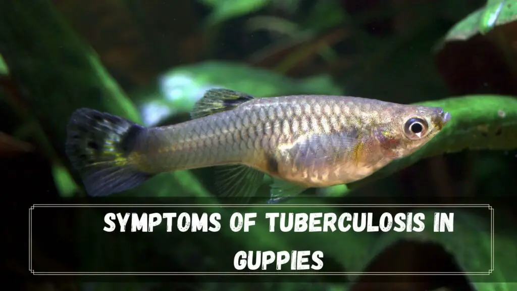 symptoms of tuberculosis in guppies