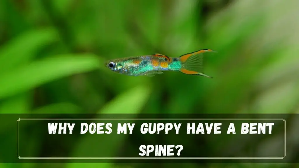 why does my guppy have a bent spine