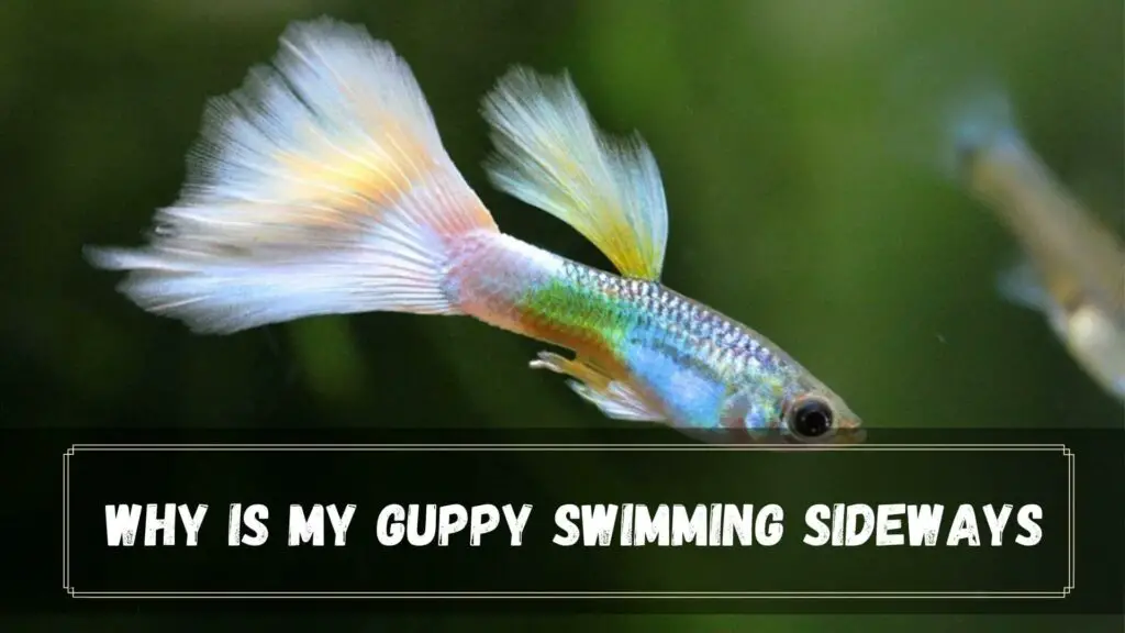 why is my guppy swimming sideways