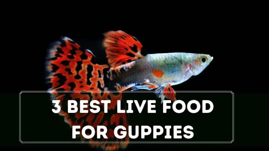 3 best live food for guppies