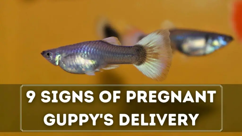 9 signs of pregnant guppy's delivery