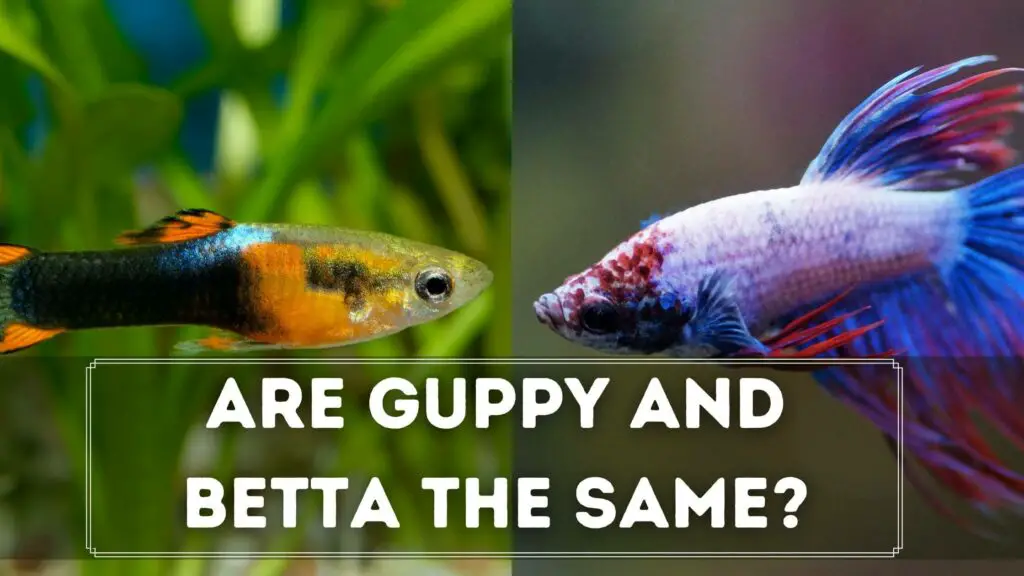 are guppy and betta the same