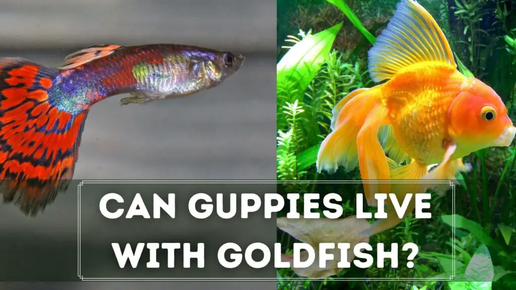 can guppies live with goldfish