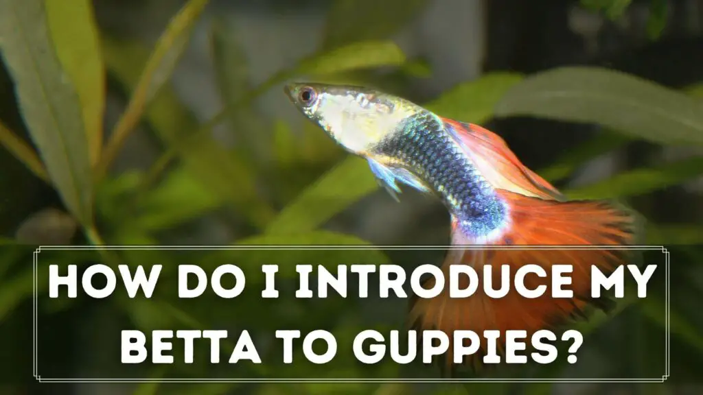 how do i introduce my betta to guppies