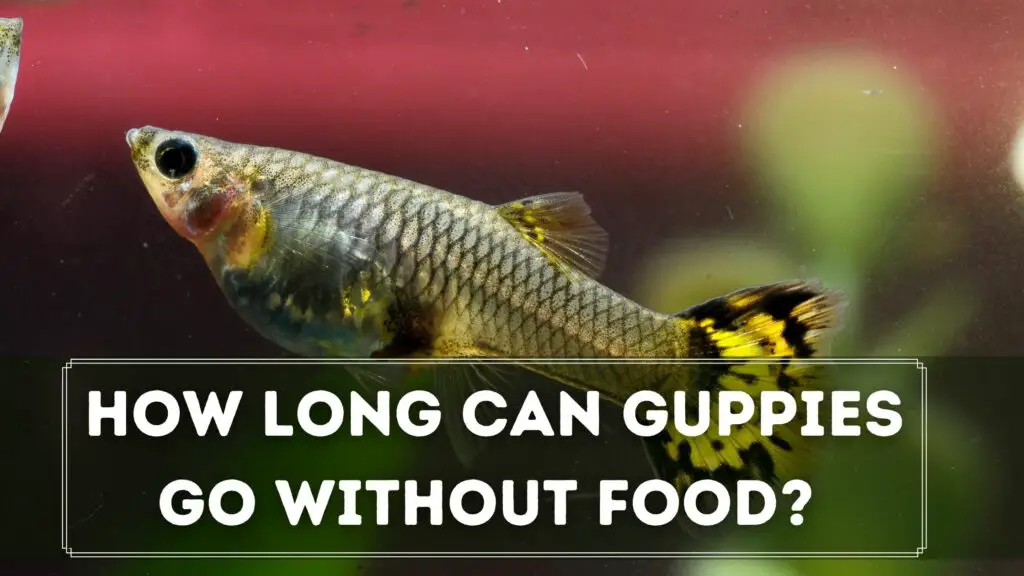how long can guppies go without food