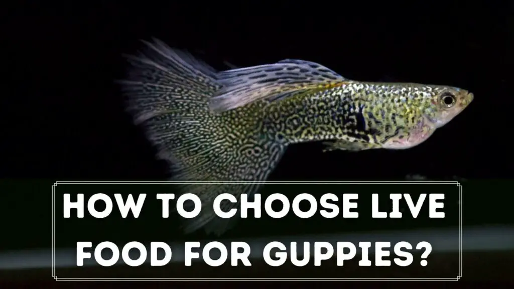 how to choose live food for guppies