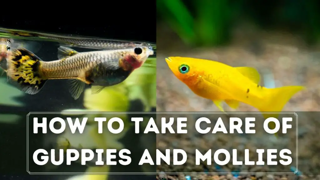 how to take care of guppies and mollies