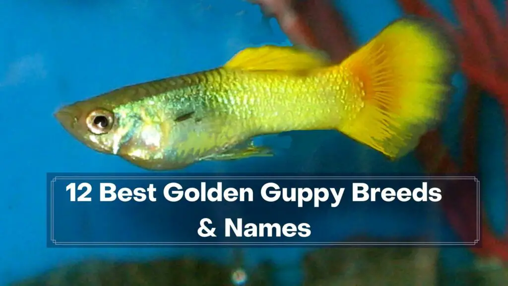 12 best golden guppy breeds & names