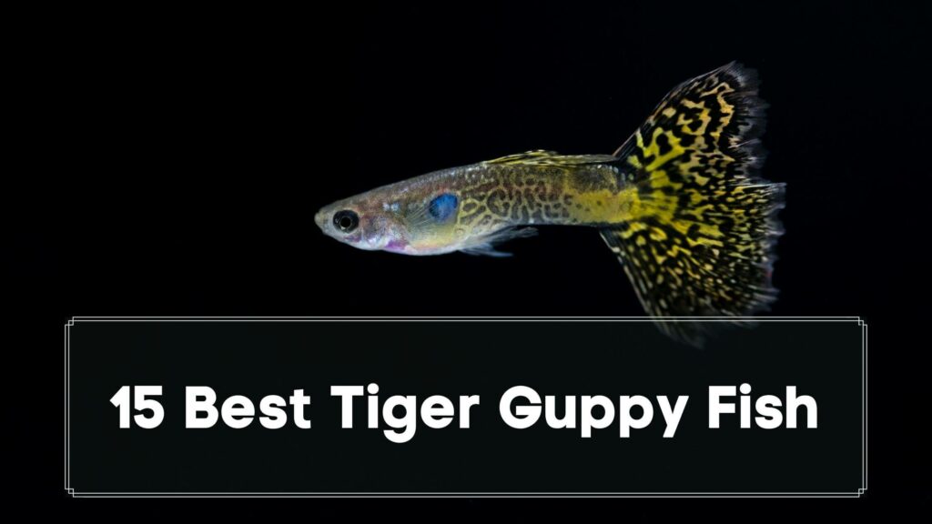 15 best tiger guppy fish