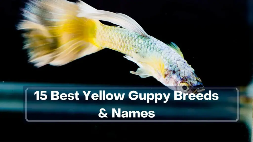 15 best yellow guppy breeds & names