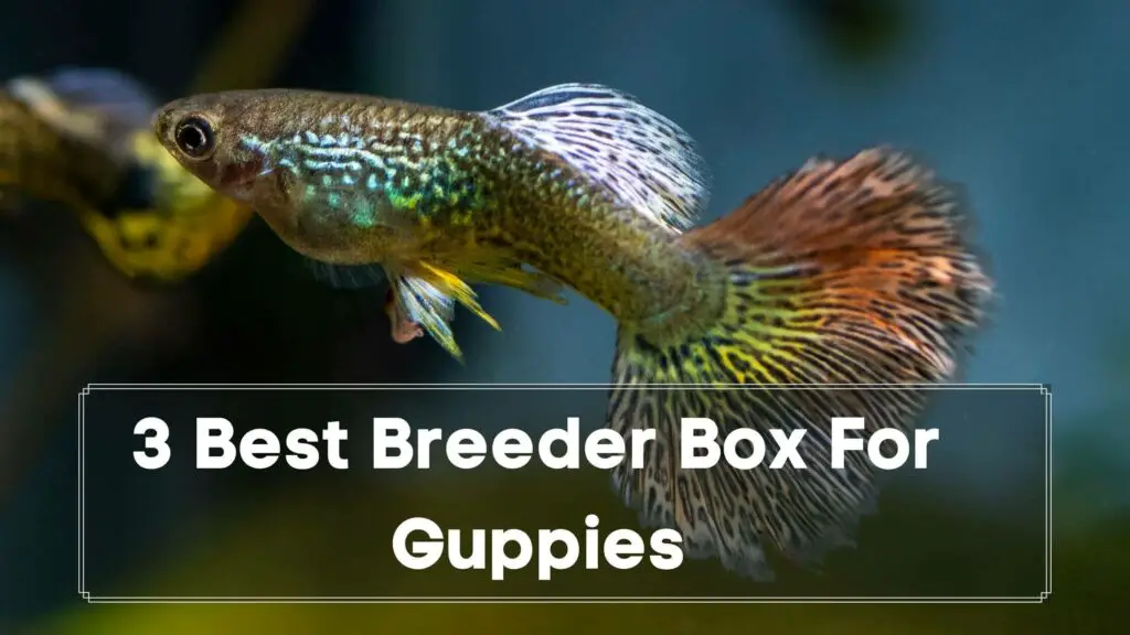 3 best breeder box for guppies