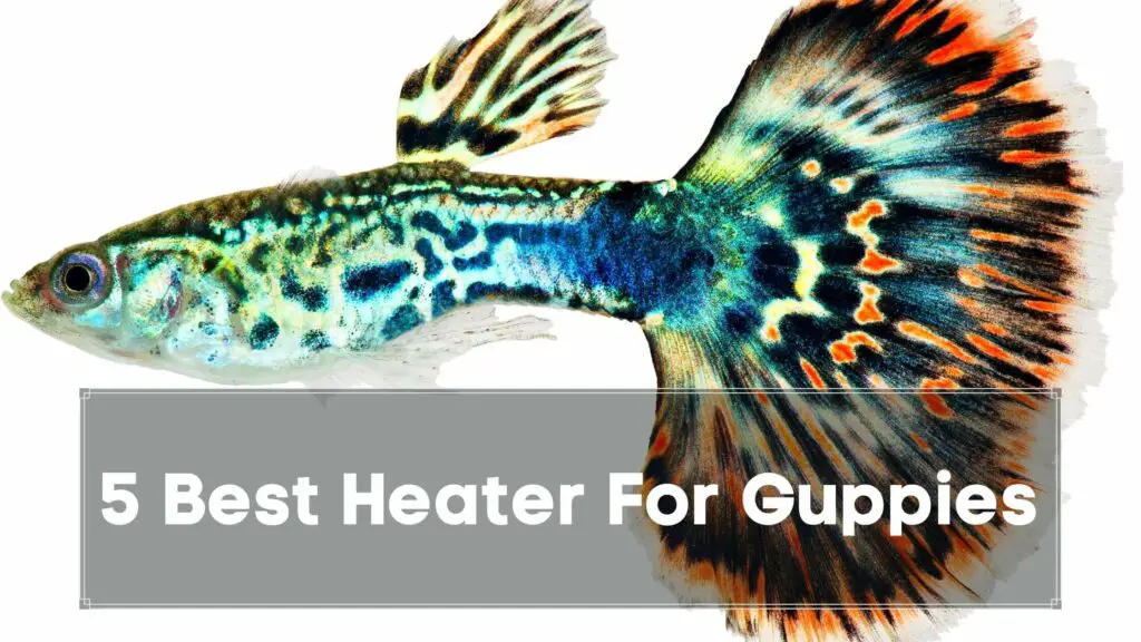 5 best heater for guppies