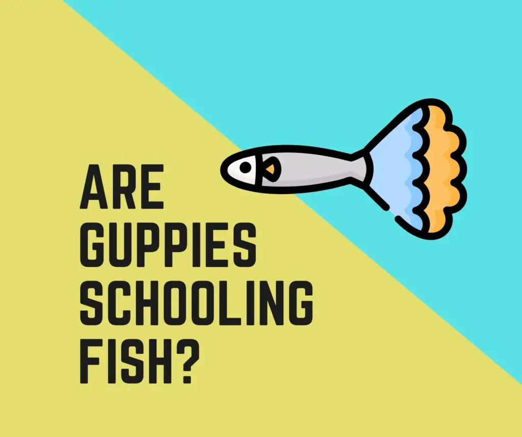 Are Guppies Schooling Fish
