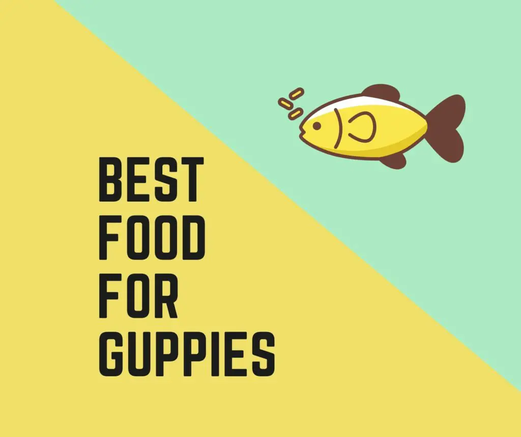 Best Food For Guppies