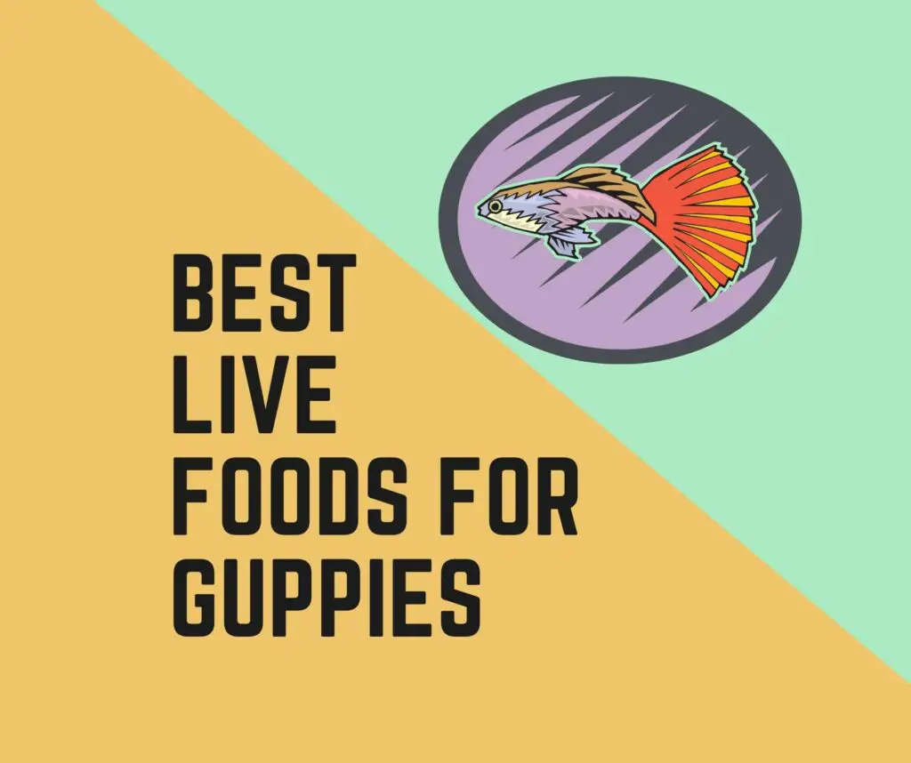 Best Live Foods For Guppies