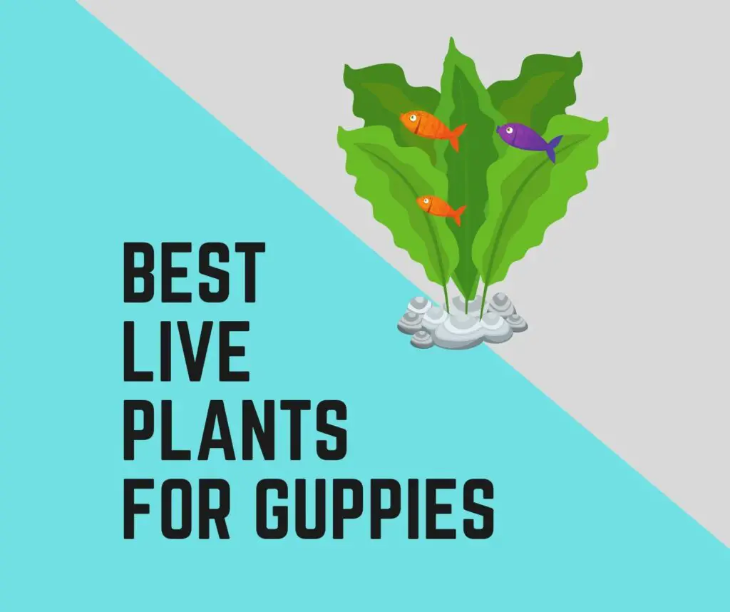 Best Live Plants For Guppies