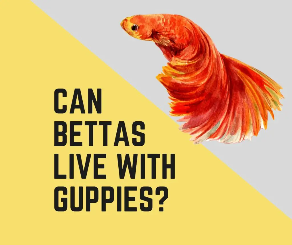 Can Bettas Live With Guppies