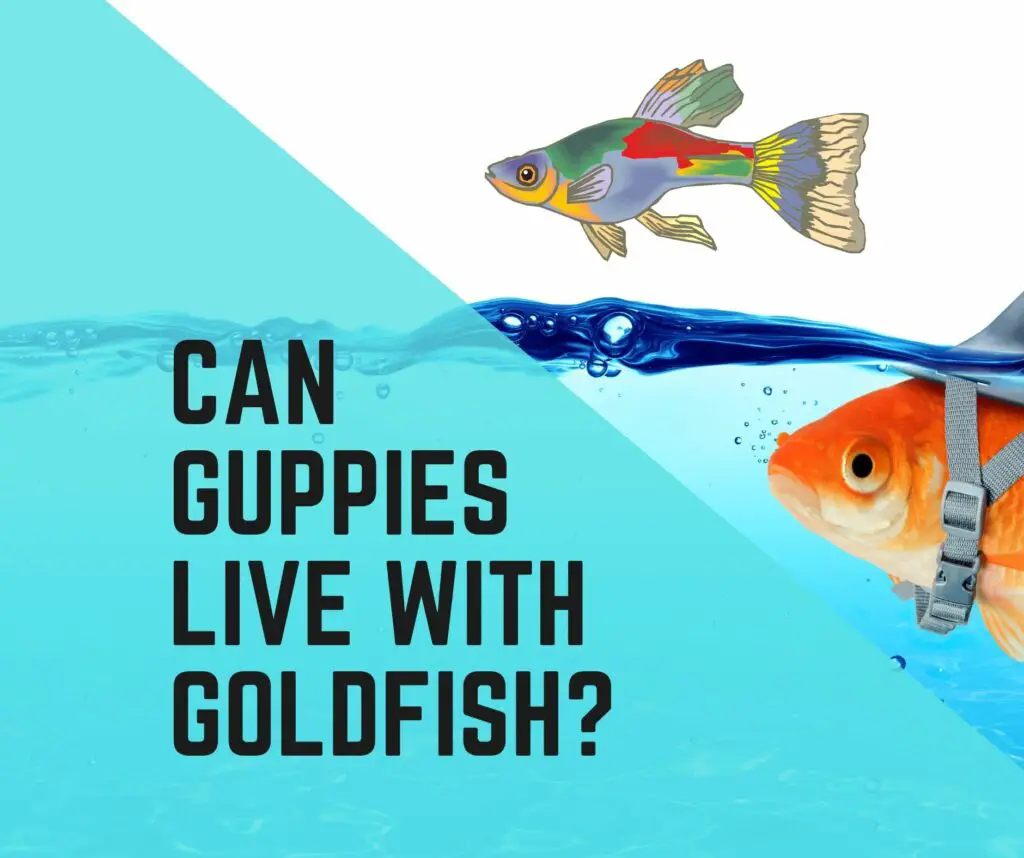Can Guppies Live With Goldfish