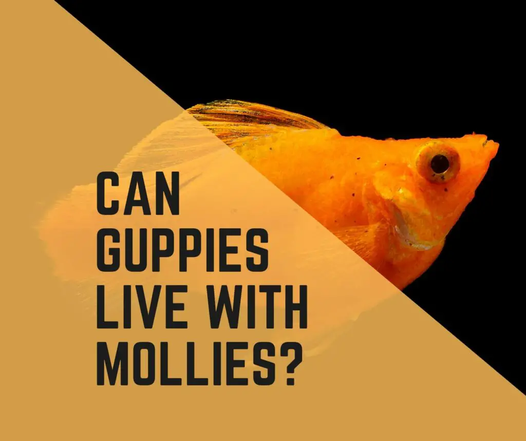 Can Guppies Live With Mollies