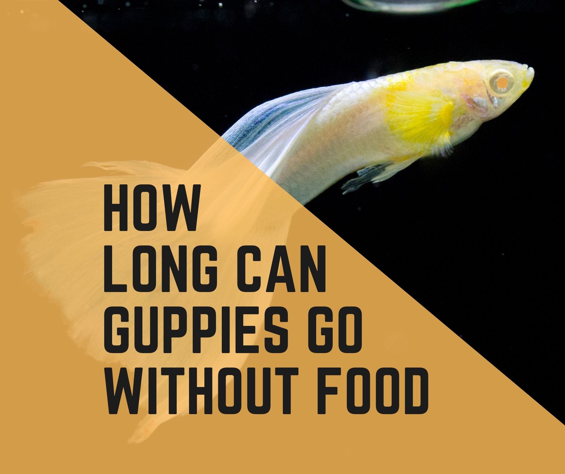 How Long Can Guppies Go Without Food